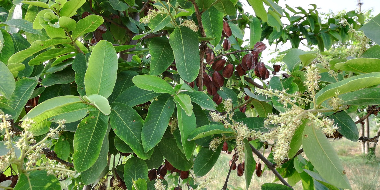Phytopharmacological profile of Arjuna (Terminalia arjuna) and its clinical relevance